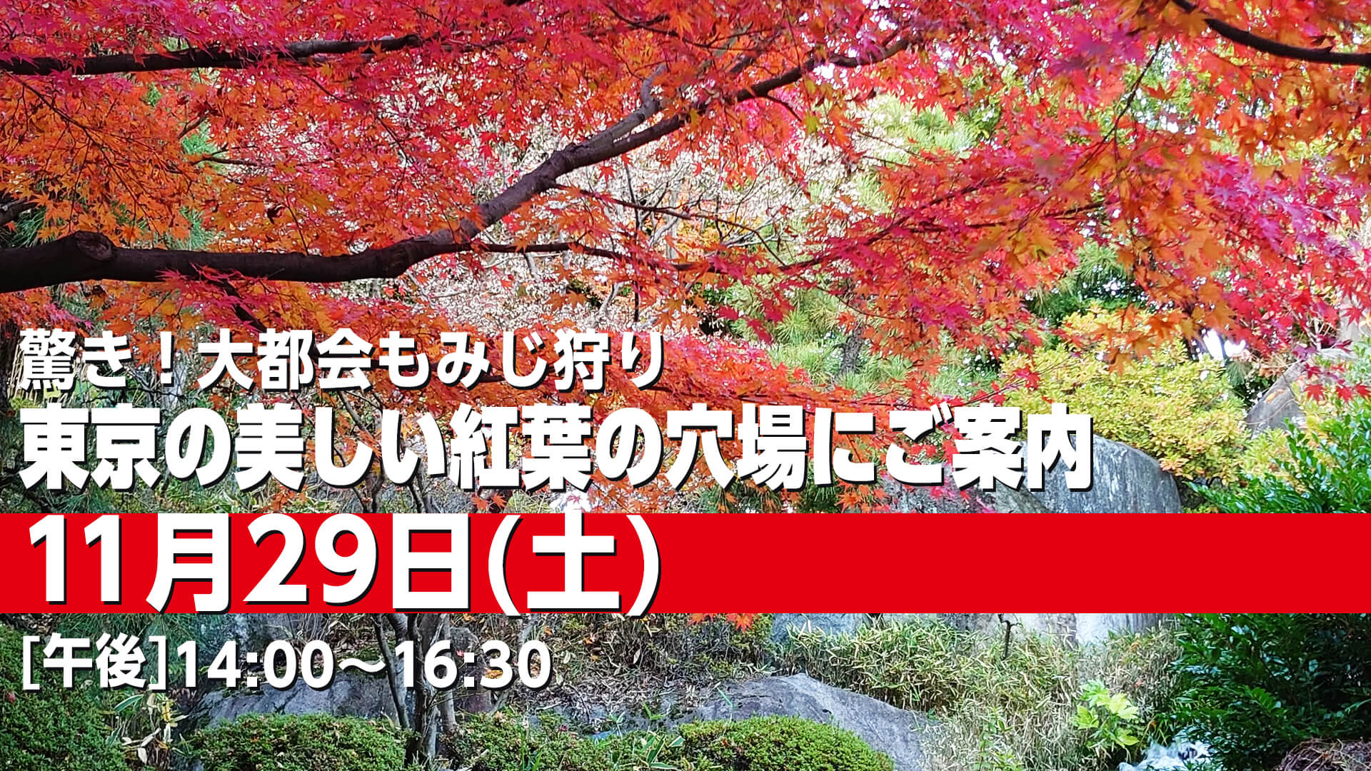 251129 東京の美しい紅葉の穴場にご案内