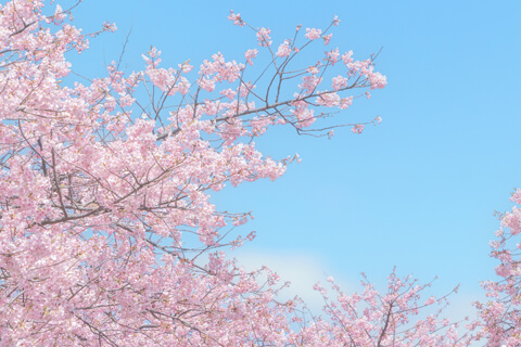 名残の桜SPコース