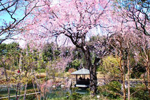 【早春の庭を訪ねて】SP