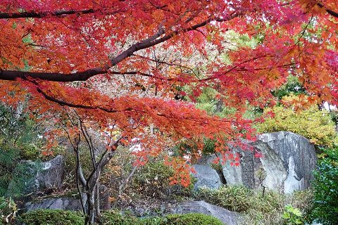 【驚き！大都会もみじ狩り】東京の美しい紅葉の穴場にご案内