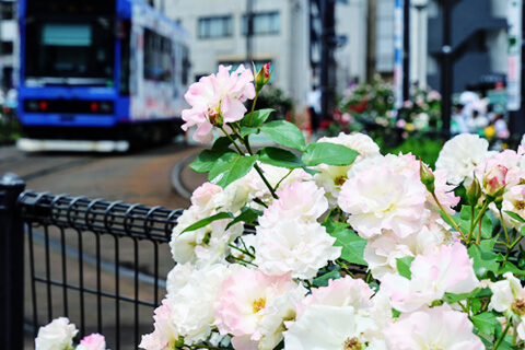 【ブラタモリ風に街歩き】バラ薫る大塚と小泉八雲夫妻の墓所