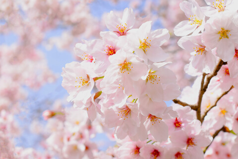 【豊島区桜ツアー】桜SPコース